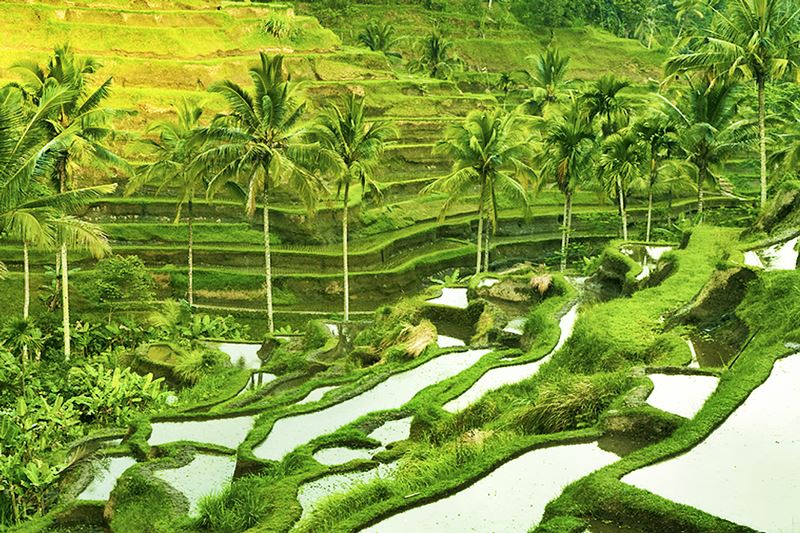 Tegallalang Rice Terraces